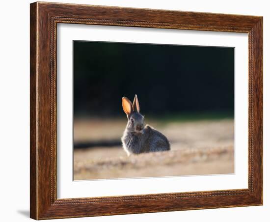 A Spring Rabbit, Oryctolagus Cuniculus, in the Evening-Alex Saberi-Framed Photographic Print