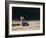 A Spring Rabbit, Oryctolagus Cuniculus, in the Evening-Alex Saberi-Framed Photographic Print