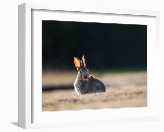 A Spring Rabbit, Oryctolagus Cuniculus, in the Evening-Alex Saberi-Framed Photographic Print