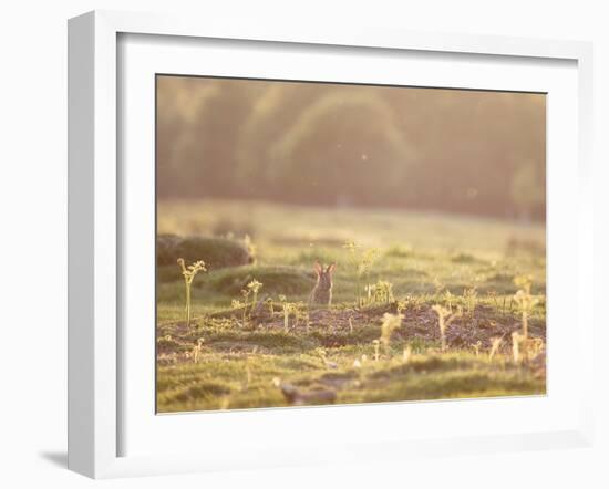 A Spring Rabbit, Oryctolagus Cuniculus, Pops His Head Up-Alex Saberi-Framed Photographic Print