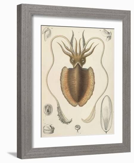 A Squid-null-Framed Giclee Print