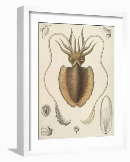 A Squid-null-Framed Giclee Print