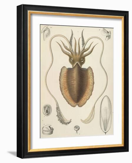 A Squid-null-Framed Giclee Print