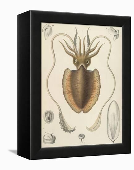 A Squid-null-Framed Premier Image Canvas