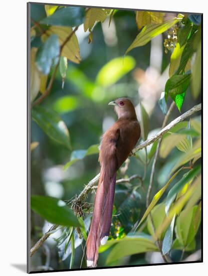 A Squirrel Cuckoo Rests on Branch in Ubatuba, Brazil-Alex Saberi-Mounted Photographic Print