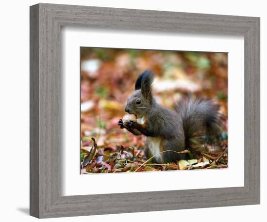 A Squirrel Handles a Nut Received from a Child in a Park in Bucharest, Romania November 6, 2006-Vadim Ghirda-Framed Photographic Print