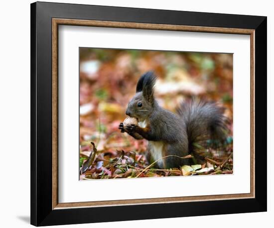 A Squirrel Handles a Nut Received from a Child in a Park in Bucharest, Romania November 6, 2006-Vadim Ghirda-Framed Photographic Print