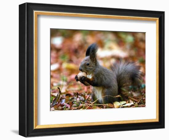 A Squirrel Handles a Nut Received from a Child in a Park in Bucharest, Romania November 6, 2006-Vadim Ghirda-Framed Photographic Print