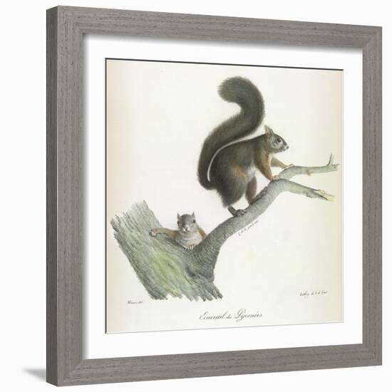 A Squirrel-Werner-Framed Giclee Print