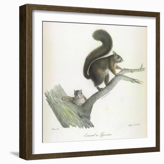 A Squirrel-Werner-Framed Giclee Print