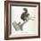 A Squirrel-Werner-Framed Giclee Print