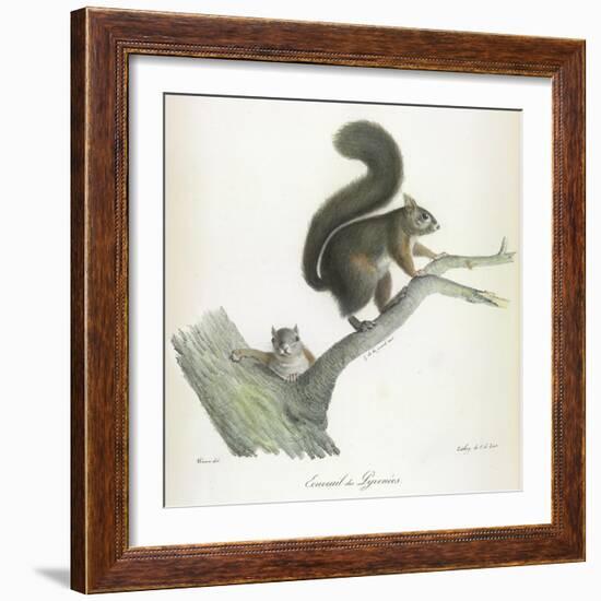 A Squirrel-Werner-Framed Giclee Print