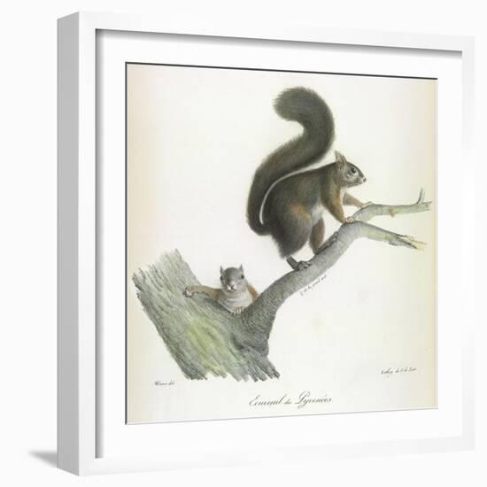 A Squirrel-Werner-Framed Giclee Print