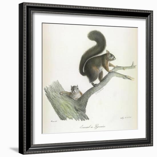 A Squirrel-Werner-Framed Giclee Print