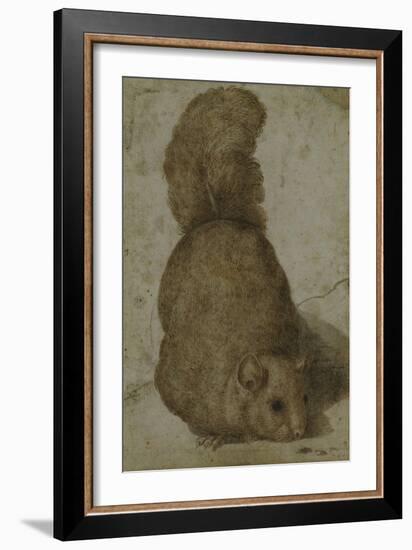 A Squirrel-Giovanni da Udine (Attr to)-Framed Giclee Print