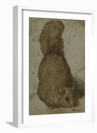 A Squirrel-Giovanni da Udine (Attr to)-Framed Giclee Print