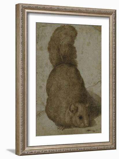 A Squirrel-Giovanni da Udine (Attr to)-Framed Giclee Print