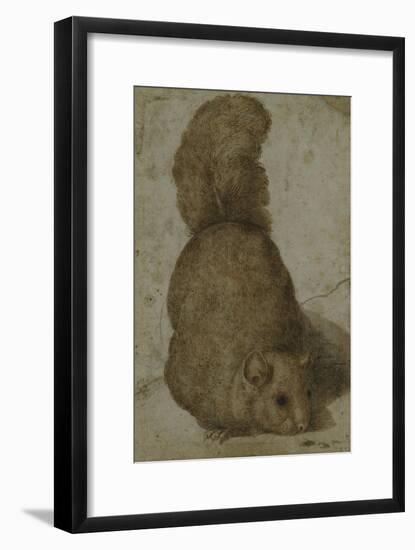 A Squirrel-Giovanni da Udine (Attr to)-Framed Giclee Print