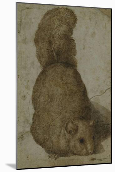 A Squirrel-Giovanni da Udine (Attr to)-Mounted Giclee Print