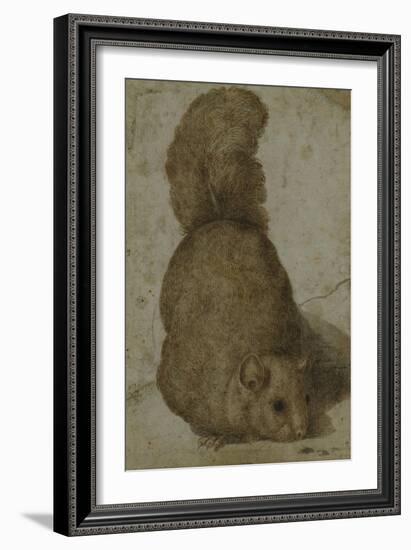 A Squirrel-Giovanni da Udine (Attr to)-Framed Giclee Print