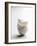 A Stack of Egg Shells-Pepe Nilsson-Framed Photographic Print