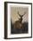 A Stag with Deer in a Wooded Landscape at Sunset, 1865-Charles Jones-Framed Giclee Print