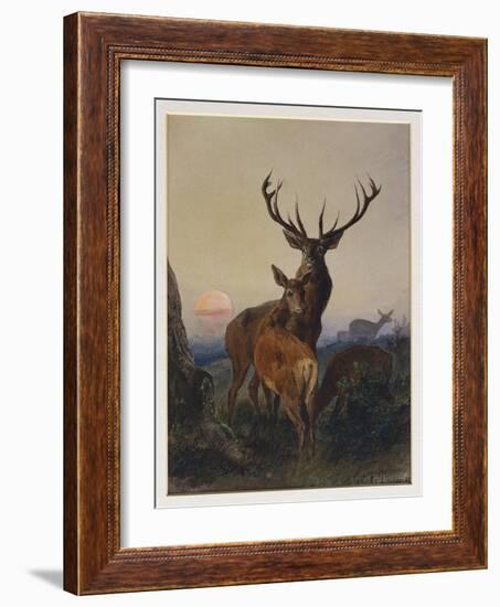 A Stag with Deer in a Wooded Landscape at Sunset, 1865-Charles Jones-Framed Giclee Print