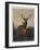 A Stag with Deer in a Wooded Landscape at Sunset, 1865-Charles Jones-Framed Giclee Print