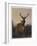 A Stag with Deer in a Wooded Landscape at Sunset, 1865-Charles Jones-Framed Giclee Print