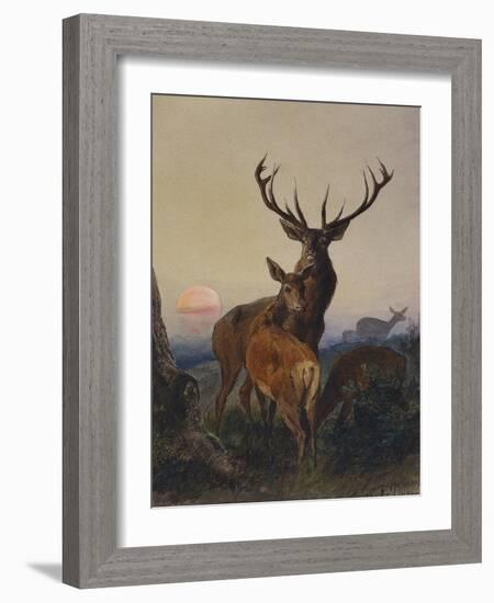 A Stag with Deer in a Wooded Landscape at Sunset-Carl Friedrich Deiker-Framed Giclee Print