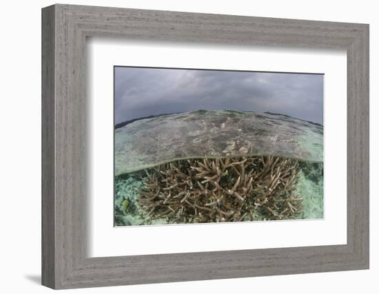 A Staghorn Coral Colony Grows in Shallow Water in the Solomon Islands-Stocktrek Images-Framed Photographic Print