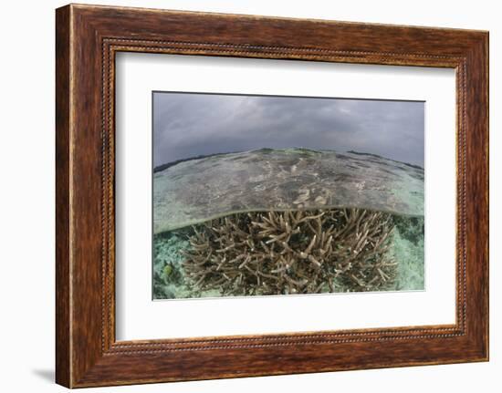 A Staghorn Coral Colony Grows in Shallow Water in the Solomon Islands-Stocktrek Images-Framed Photographic Print