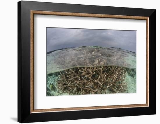 A Staghorn Coral Colony Grows in Shallow Water in the Solomon Islands-Stocktrek Images-Framed Photographic Print