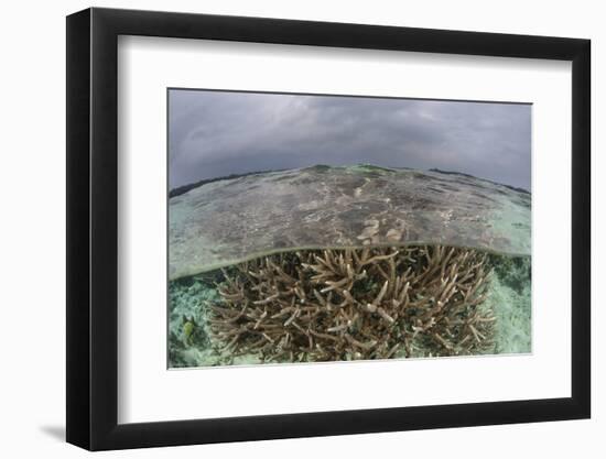 A Staghorn Coral Colony Grows in Shallow Water in the Solomon Islands-Stocktrek Images-Framed Photographic Print