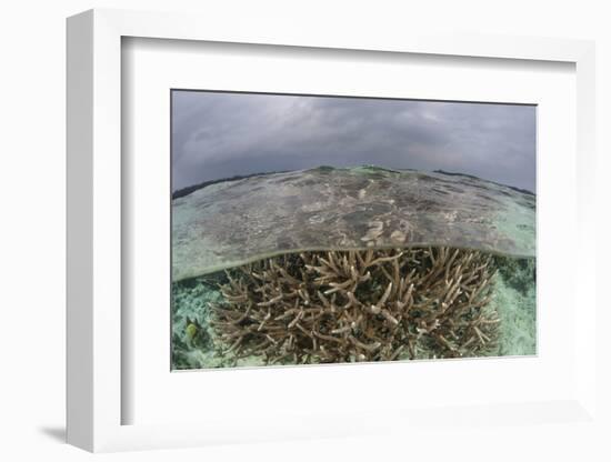 A Staghorn Coral Colony Grows in Shallow Water in the Solomon Islands-Stocktrek Images-Framed Photographic Print