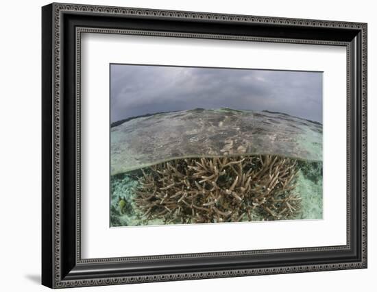 A Staghorn Coral Colony Grows in Shallow Water in the Solomon Islands-Stocktrek Images-Framed Photographic Print