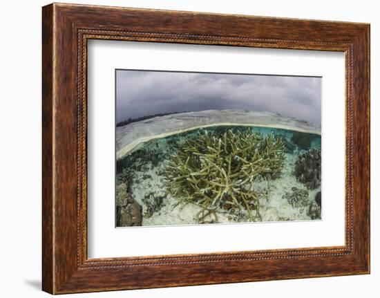 A Staghorn Coral Colony Grows in Shallow Water in the Solomon Islands-Stocktrek Images-Framed Photographic Print