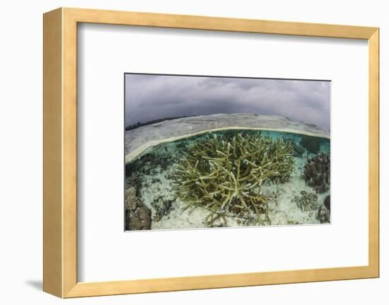 A Staghorn Coral Colony Grows in Shallow Water in the Solomon Islands-Stocktrek Images-Framed Photographic Print