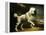 A Standard Poodle in a Coastal Landscape-James Northcote-Framed Premier Image Canvas