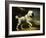 A Standard Poodle in a Coastal Landscape-James Northcote-Framed Giclee Print