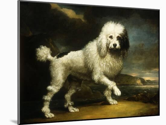 A Standard Poodle in a Coastal Landscape-James Northcote-Mounted Giclee Print