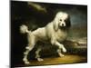 A Standard Poodle in a Coastal Landscape-James Northcote-Mounted Giclee Print