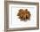 A Star Anise on White Background-Kröger and Gross-Framed Photographic Print