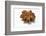 A Star Anise on White Background-Kröger and Gross-Framed Photographic Print