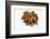 A Star Anise on White Background-Kröger and Gross-Framed Photographic Print