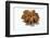 A Star Anise on White Background-Kröger and Gross-Framed Photographic Print