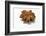 A Star Anise on White Background-Kröger and Gross-Framed Photographic Print