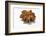 A Star Anise on White Background-Kröger and Gross-Framed Photographic Print