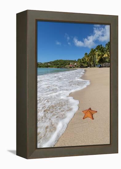 A Starfish Transported by Waves Lying Motionless on Carlisle Bay-Roberto Moiola-Framed Premier Image Canvas