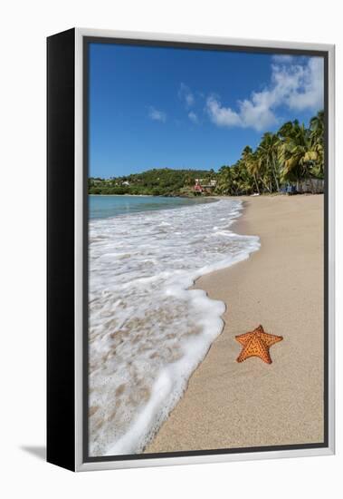 A Starfish Transported by Waves Lying Motionless on Carlisle Bay-Roberto Moiola-Framed Premier Image Canvas